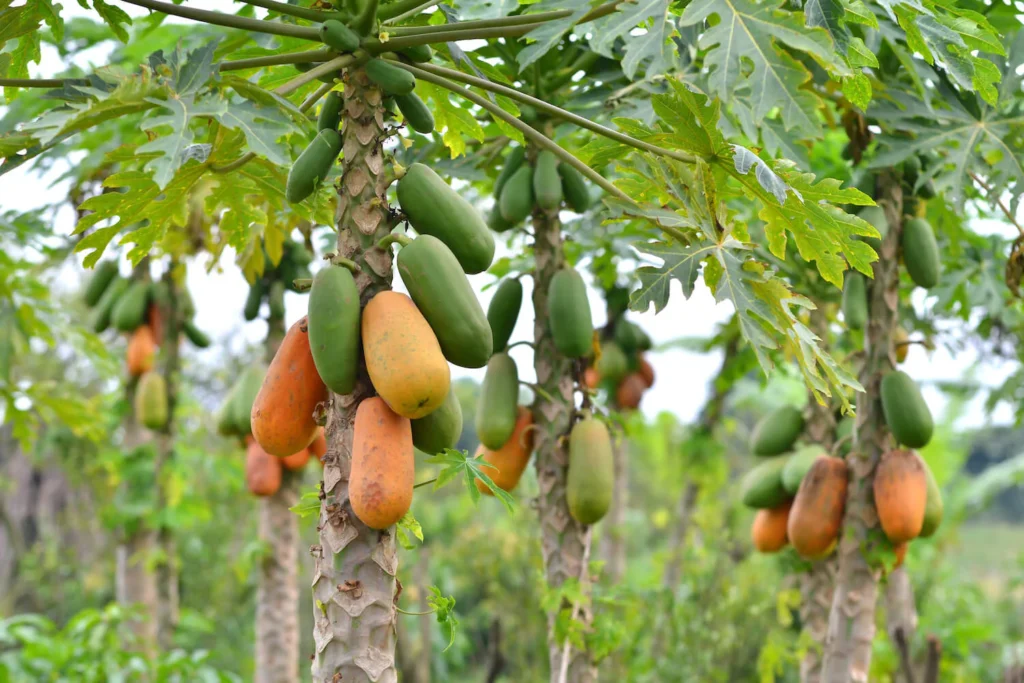 Papaya fruit trees - Alphanso Afro-Caribbean Foods various bearing papaya fruit trees